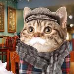 معرفی ۷ تا از بهترین اپلیکیشن‌های اندرویدی مخصوص گربه‌ها
